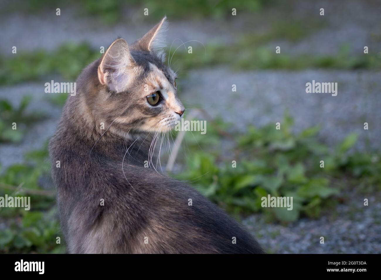 Gray young cat is looking closely at something in the yard Stock Photo ...
