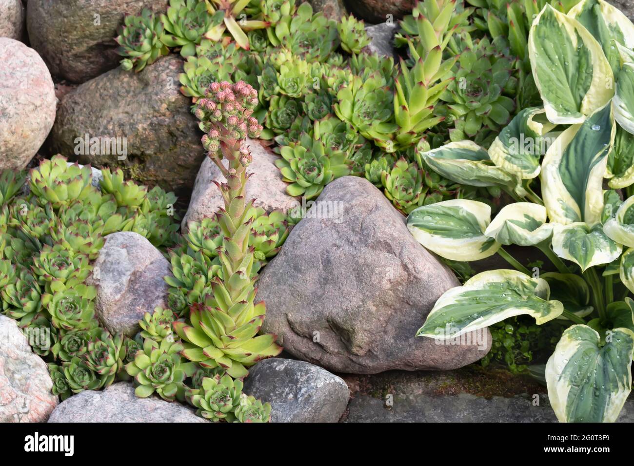 Blooming evergreen groundcover plant Sempervivum known as Houseleek in rockery Stock Photo
