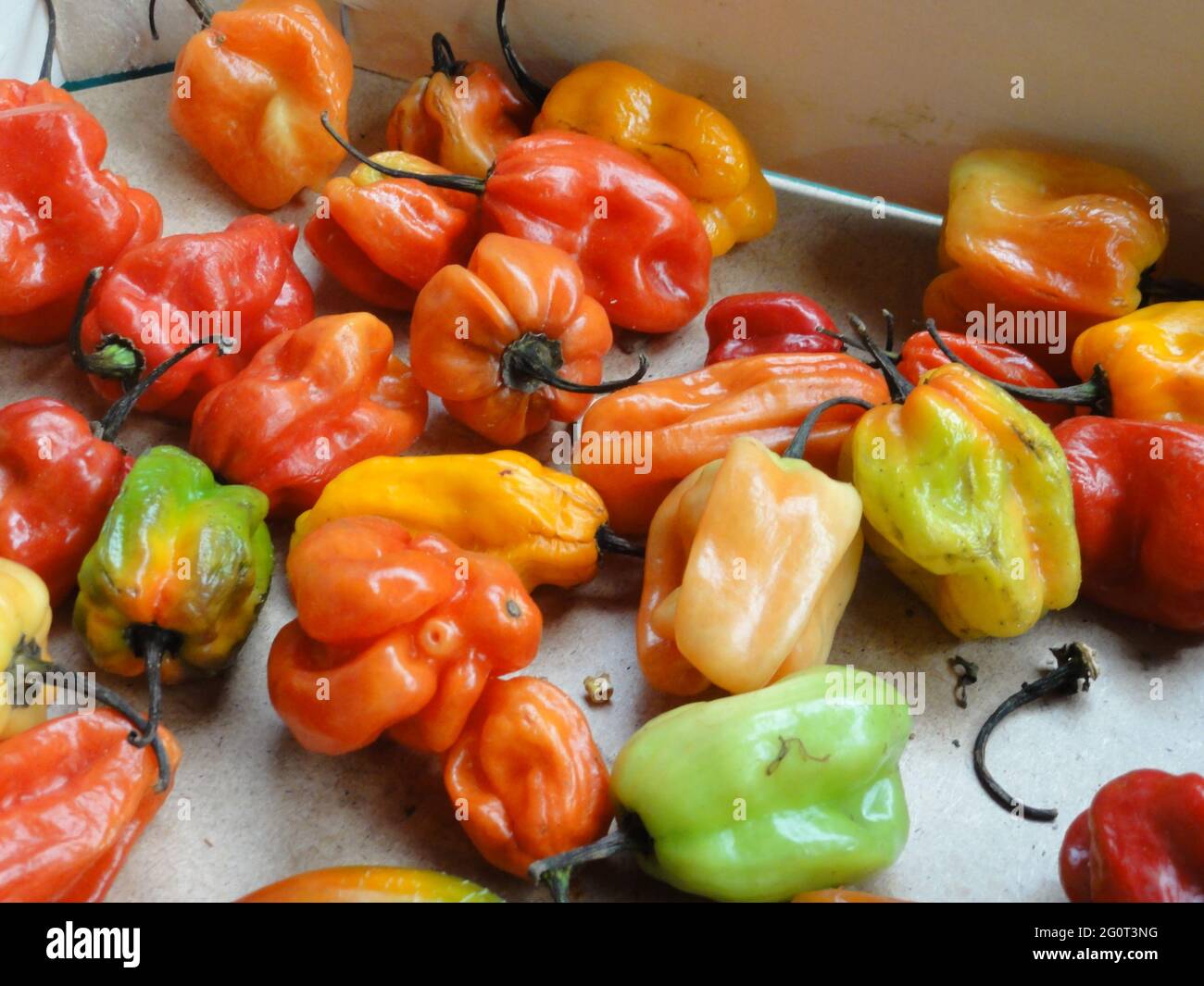 Red, green and yellow peppers displayed on a market stall in Borough ...