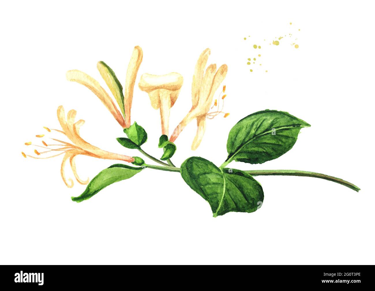 Branch of honeysuckle with flowers and leaves, Watercolor hand drawn