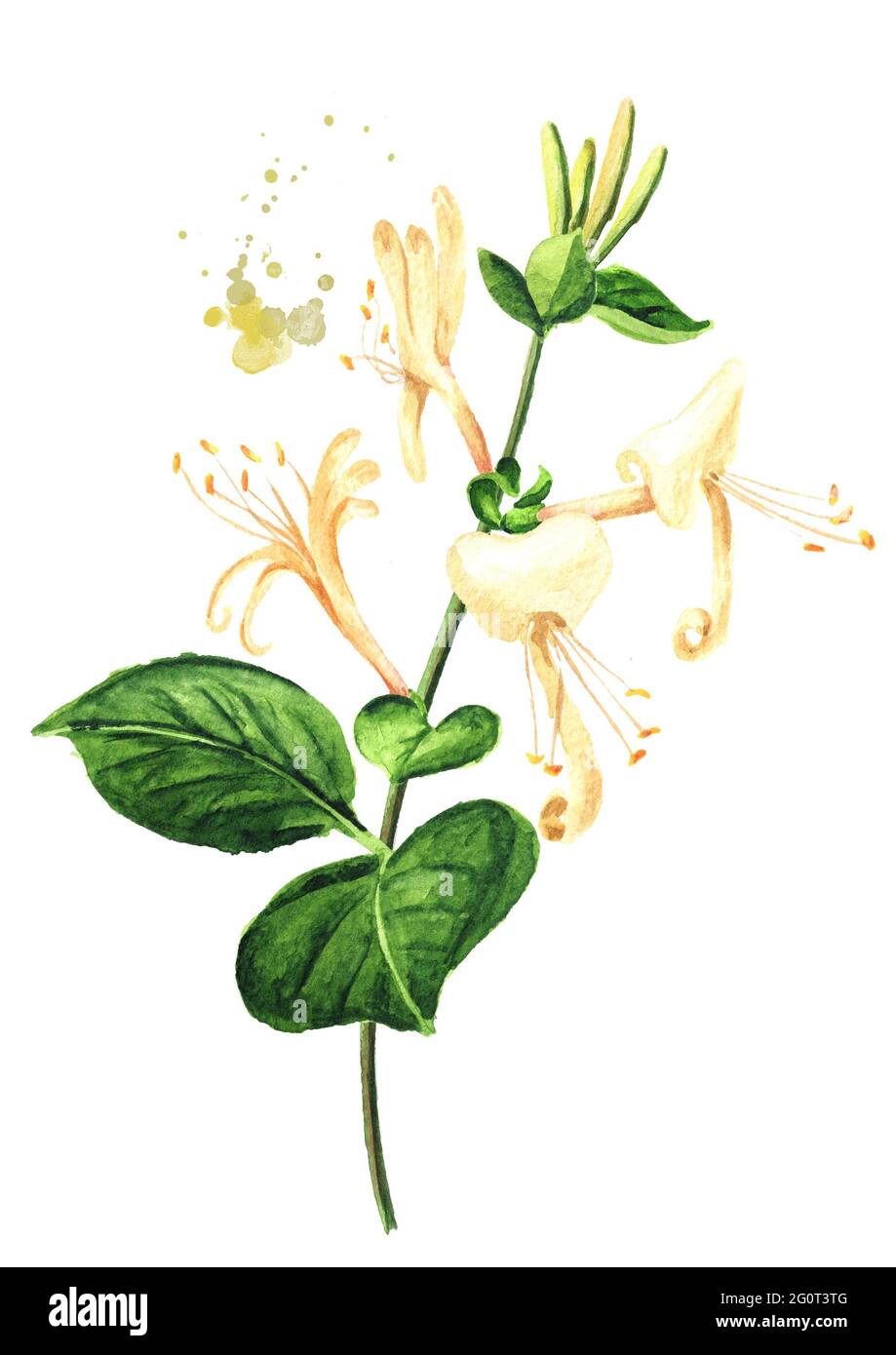 Honeysuckle beauty Cut Out Stock Images & Pictures Alamy