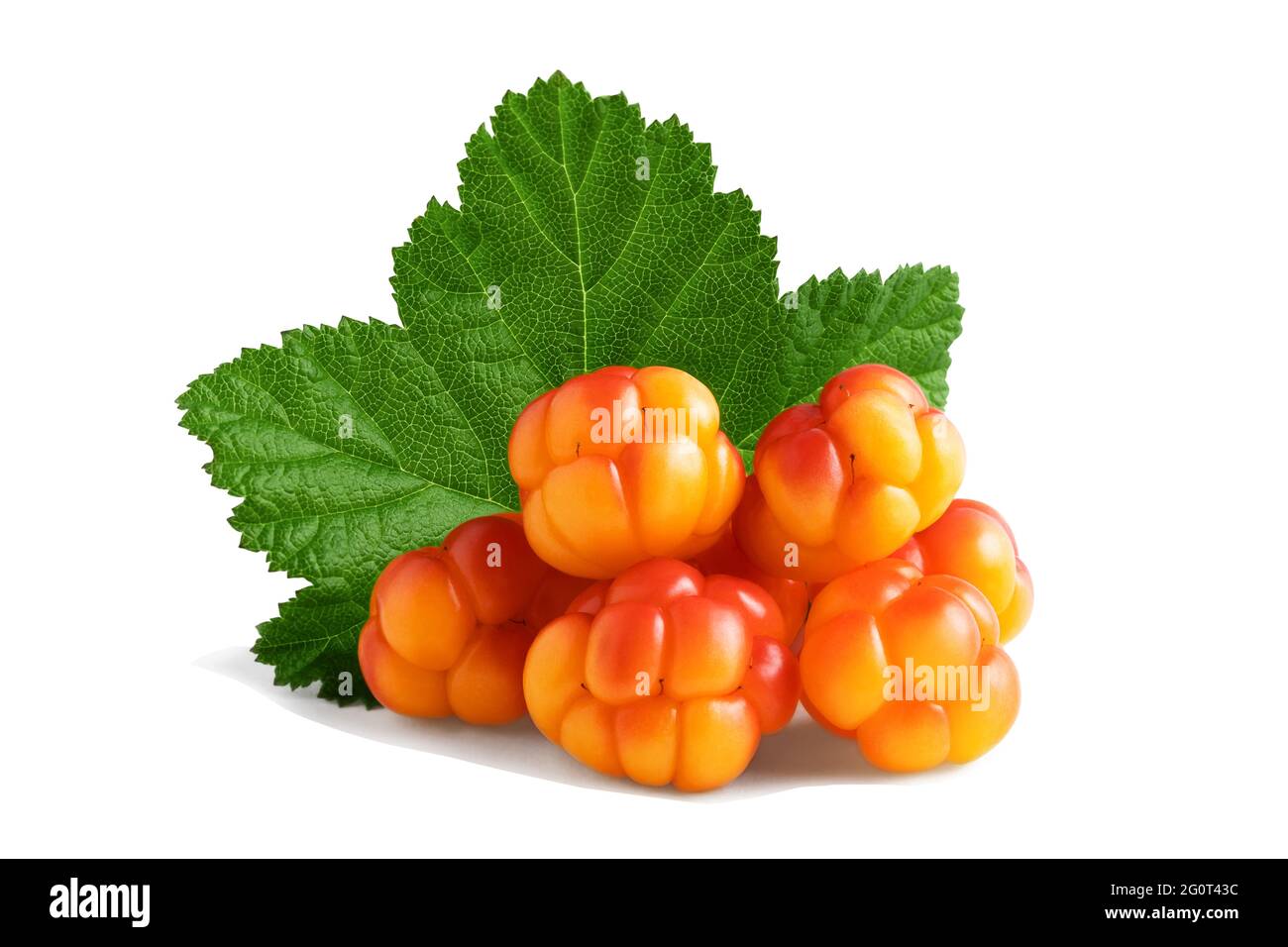 Several cloudberries with a leaf isolated on a white backgroundwith clipping path with and without shadow. Stock Photo