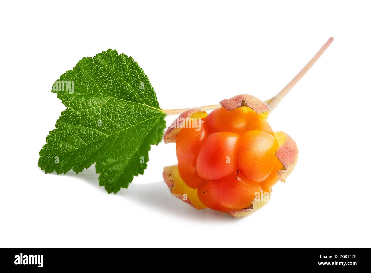 Cloudberry on a twig with a leaf isolated on white background Stock Photo