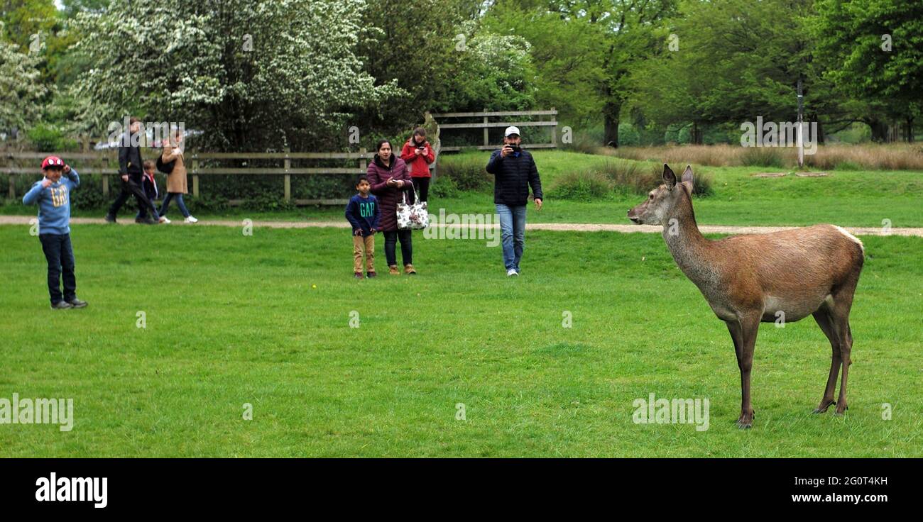 Tourists take photographs as deer roam in Richmond Park, London May 15, 2021. Photograph John voos Stock Photo