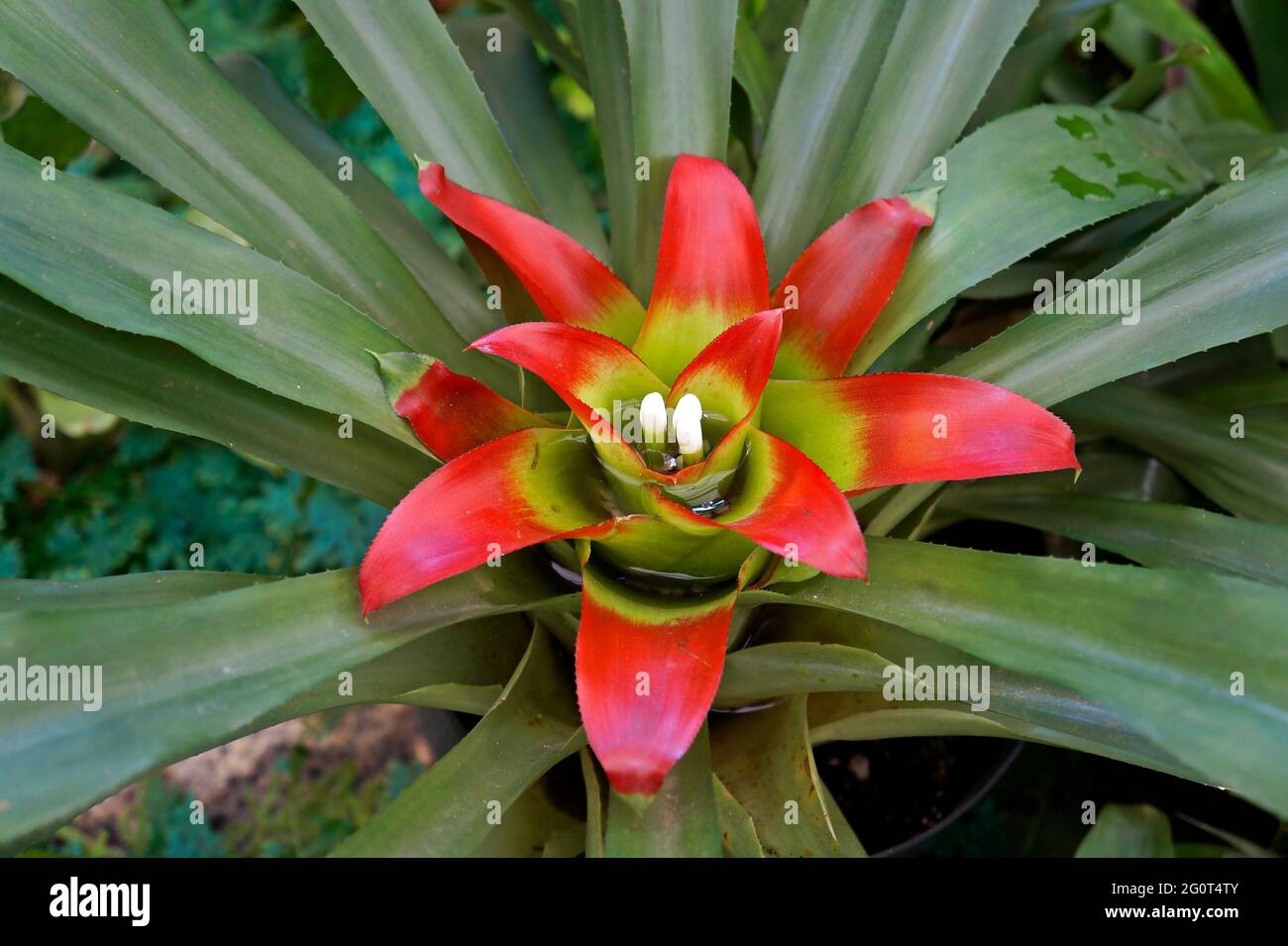 Bromeliad inflorescence (Nidularium innocentii) on tropical rainforest Stock Photo