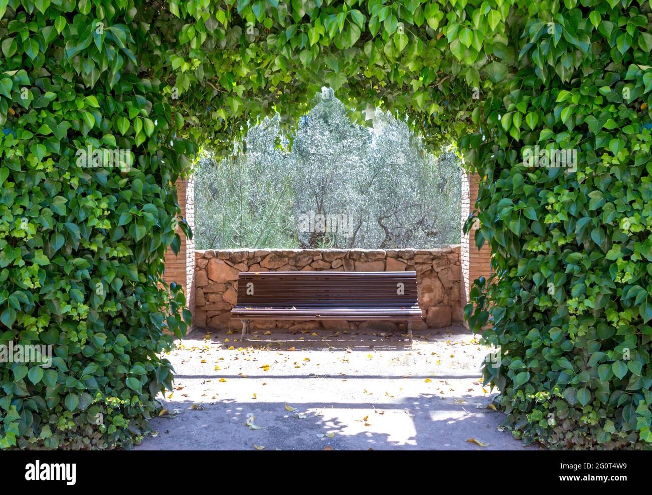 arch created by ivy (Hedera helix, Magnoliophyta, Magnoliopsida) that behind is a wooden bench without anyone giving a romantic and calm atmosphere Stock Photo