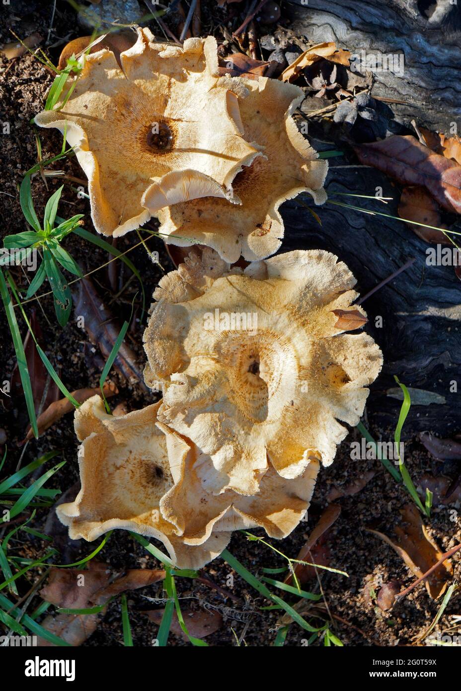 Mushrooms on wood in tropical rainforest Stock Photo