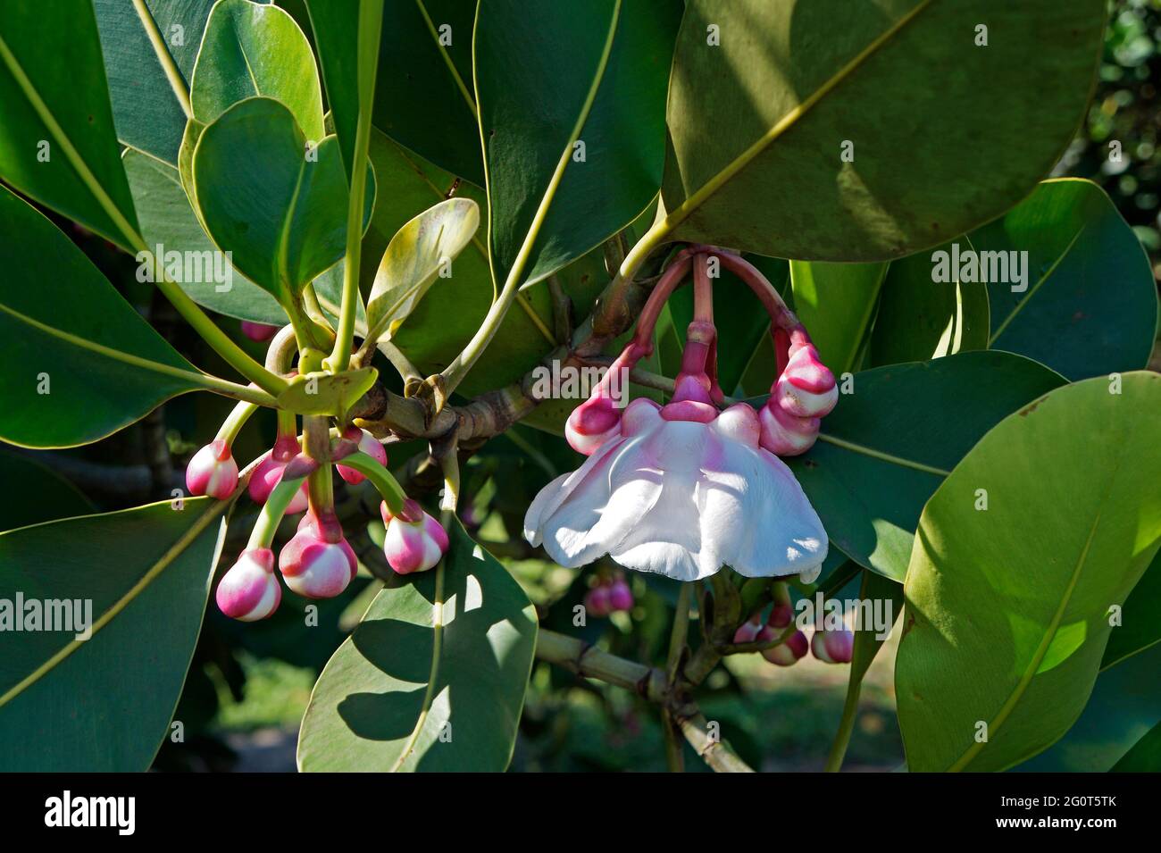 Buds and flower of clusia (Clusia grandiflora) Stock Photo