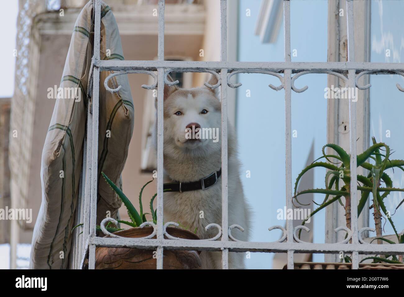 Sad dog at the balcony looking out alone. Forsaken waiting for the owner to come home. Close up Stock Photo