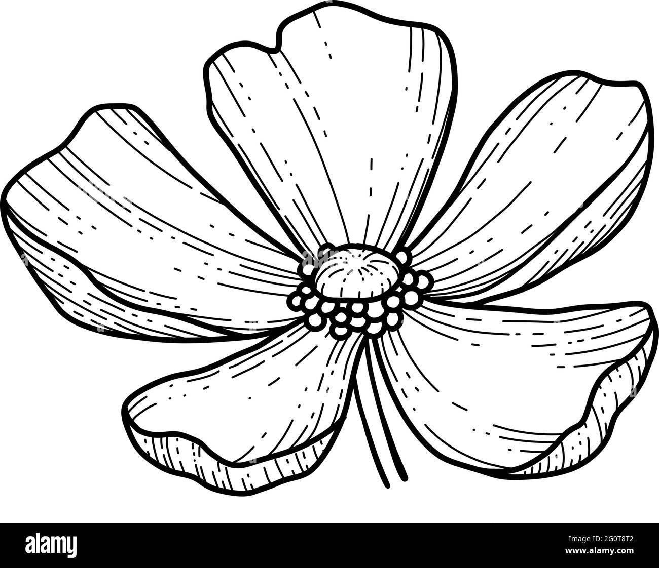 Free hand Sakura flower vector, Beautiful line art Peach blossom isolate on white background. Spring japan flower. Realistic hand drawn style Stock Vector