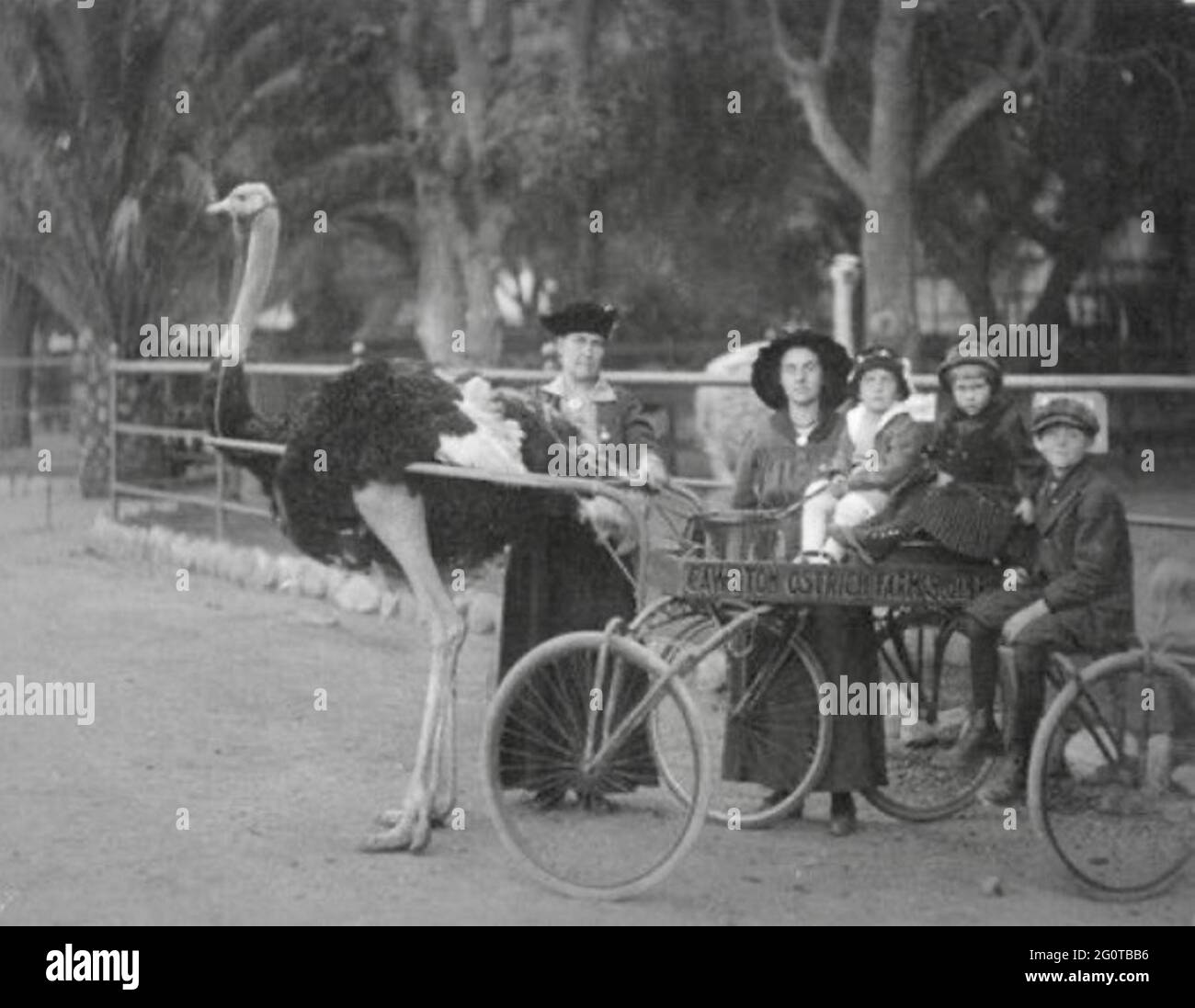 Quirky vintage photograph - Ostrich harnessed up to carriage Stock Photo