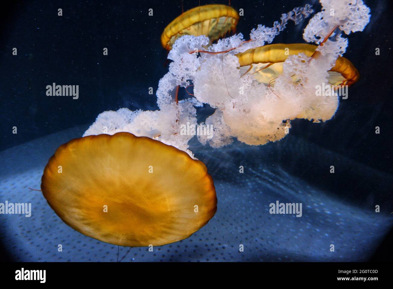 medusa jellyfish in an aquarium Stock Photo Alamy