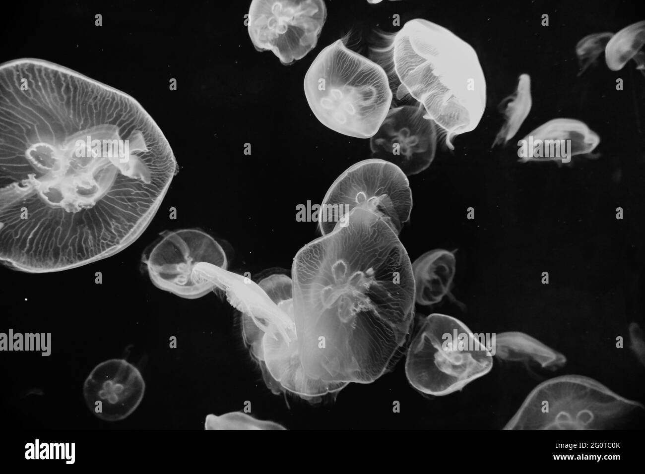 Box Jellyfish Aquarium