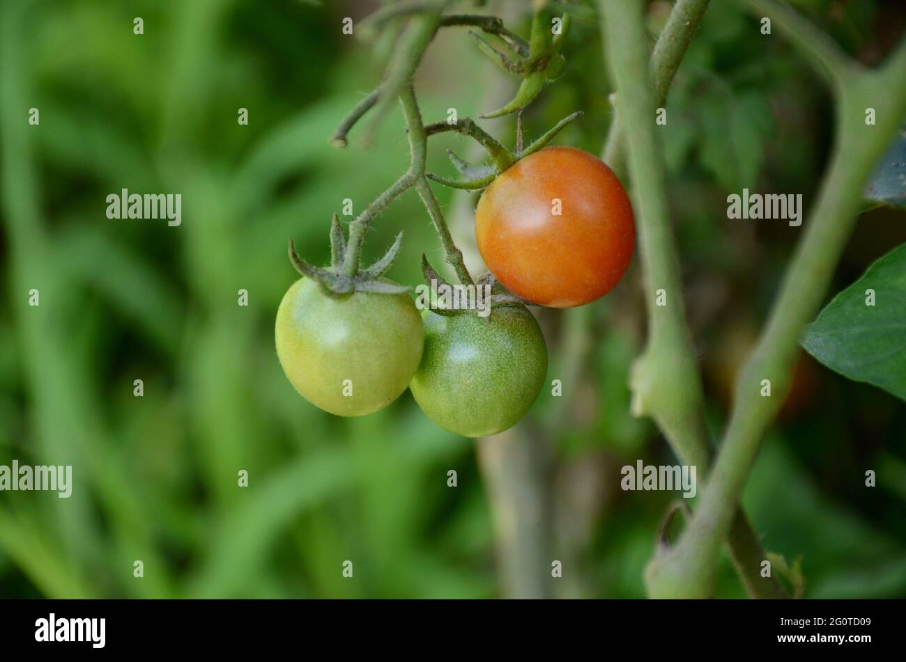 bunch the red ripe tomato growing with leaves and plant in the farm