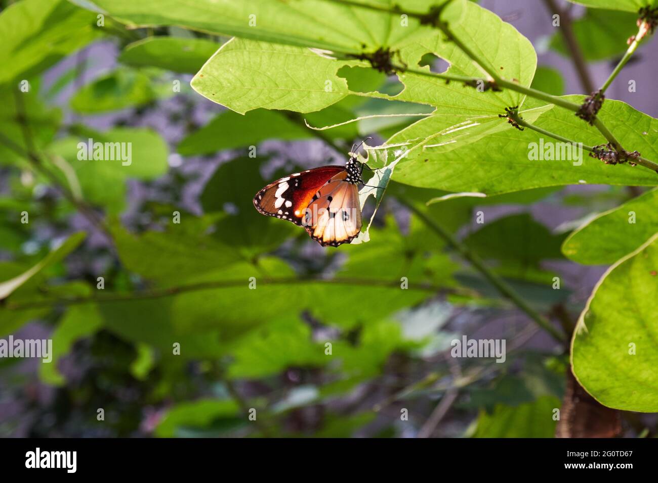 butterflies in butterfly garden Stock Photo Alamy