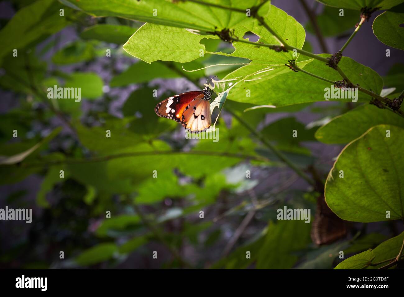 butterflies in butterfly garden Stock Photo