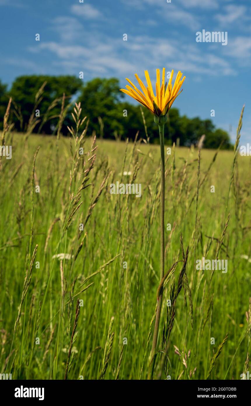 Isolated flowering Tragopogon pratensis L. plant on meadow in Bile Karpaty mountains in Czech republic Stock Photo