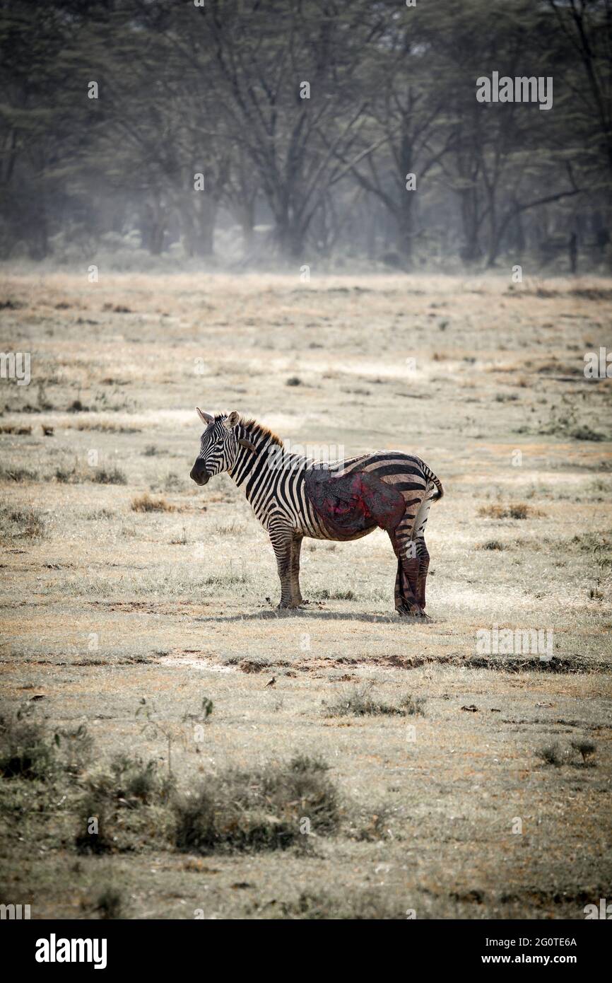 The injured zebra had been abandoned by his herd. LAKE NAKARU NATIONAL  PARK, KENYA: THIS ZEBRA was left for dead after it was SKINNED ALIVE by a  group Stock Photo - Alamy