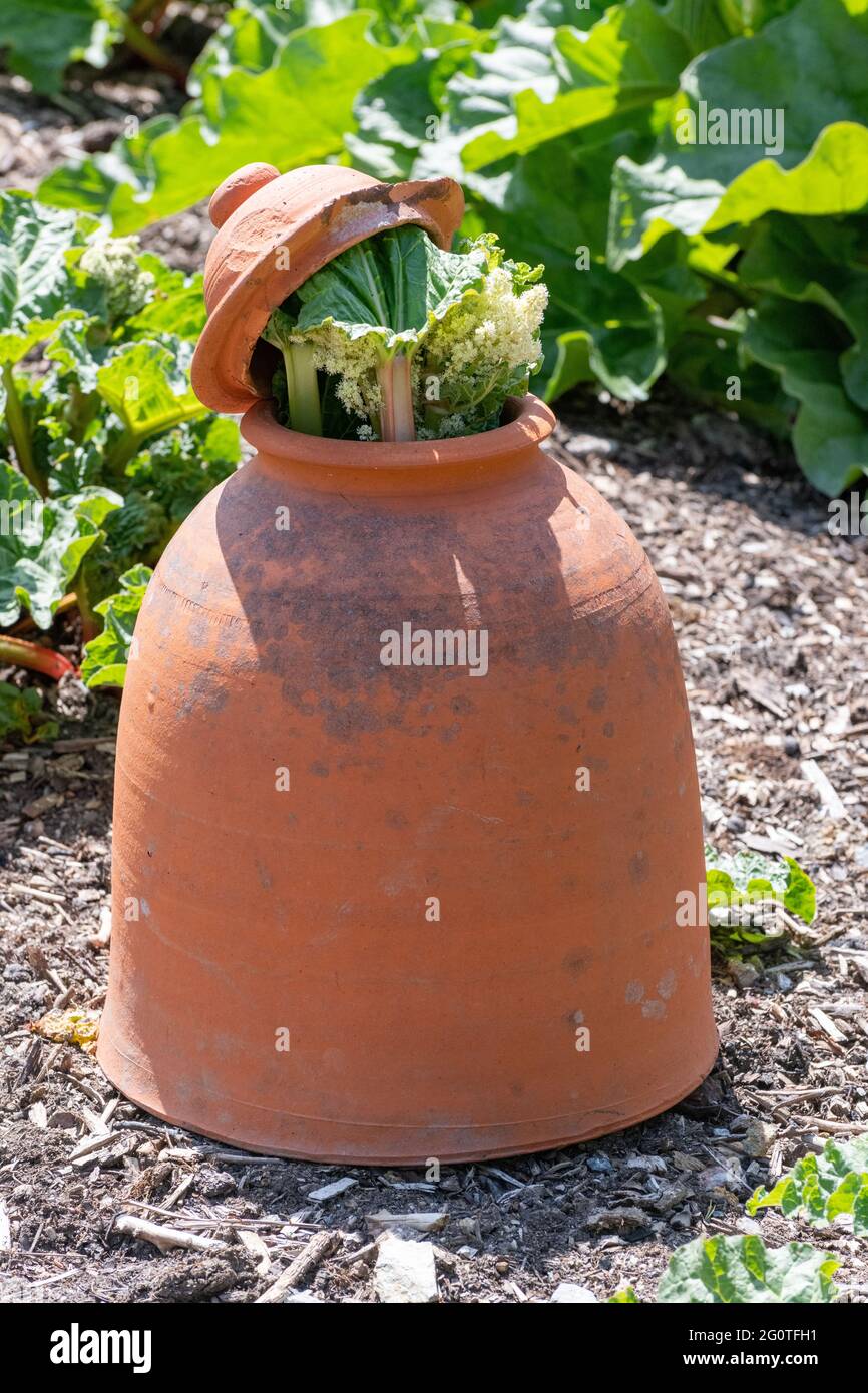 close up of an old terracotta rhubarb forcer with Rhubarb leaves coming out  of it Stock Photo - Alamy