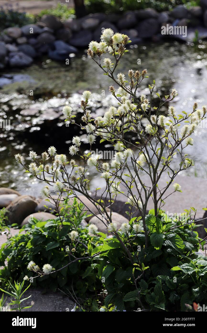 Grosser Federbusch (Fothergilla major) blühende Pflanze am