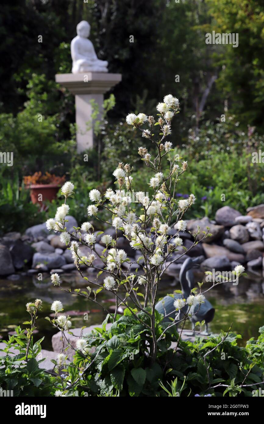 Grosser Federbusch (Fothergilla major) blühende Pflanze am