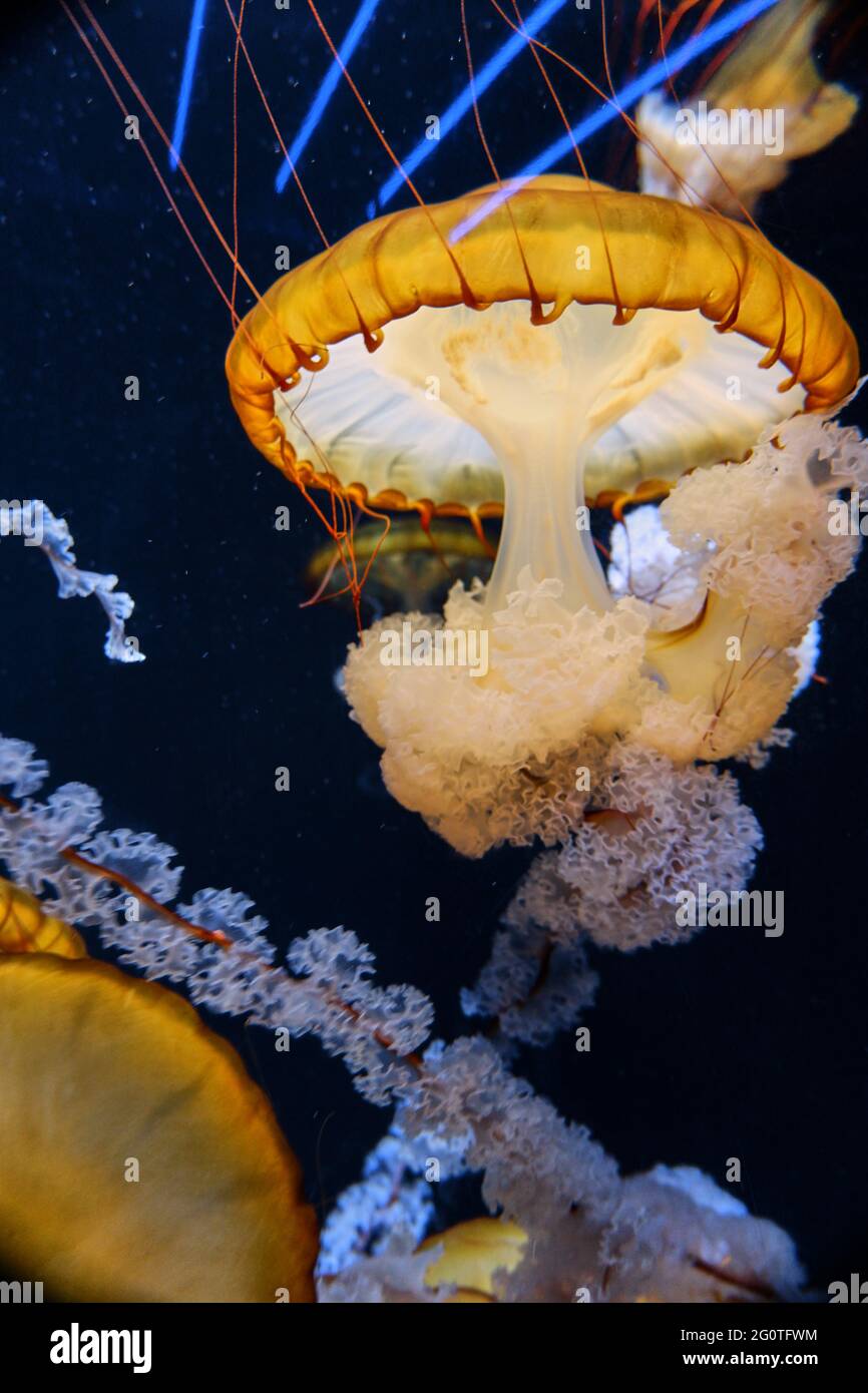 medusa jellyfish in an aquarium Stock Photo Alamy