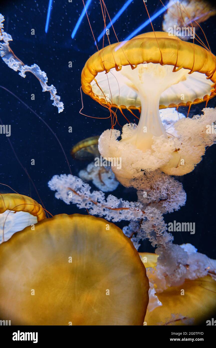 medusa jellyfish in an aquarium Stock Photo Alamy