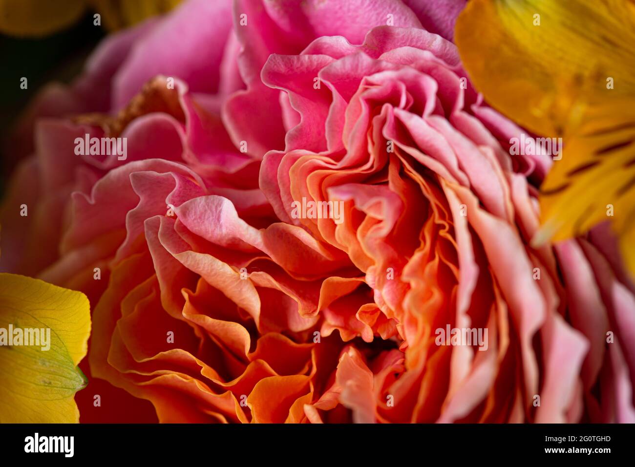 Curled petals hi-res stock photography and images - Alamy