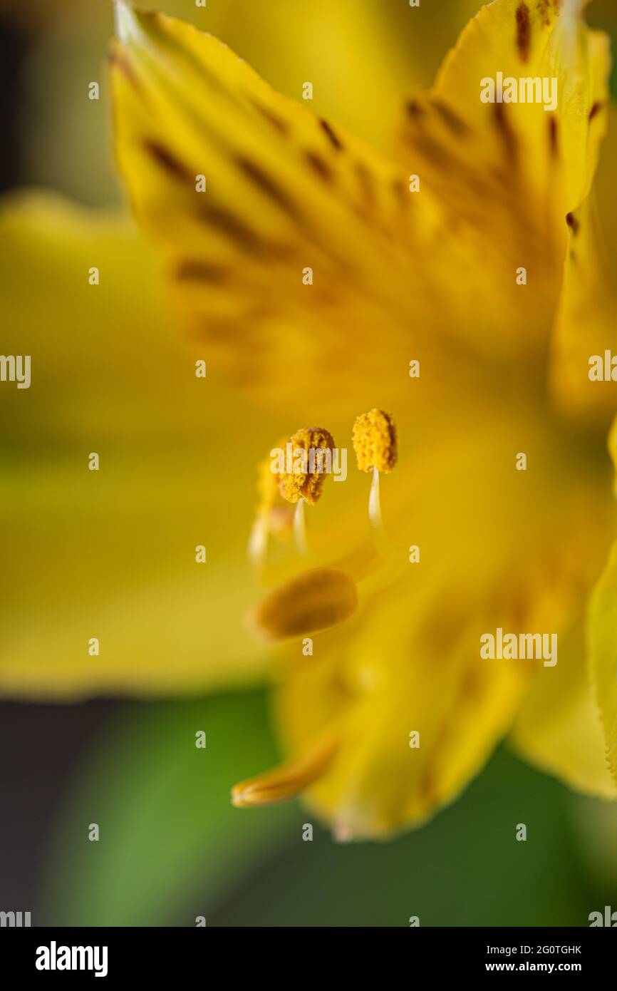 Yellow pistils full of pollen on a beautiful yellow flower in bloom macro still Stock Photo