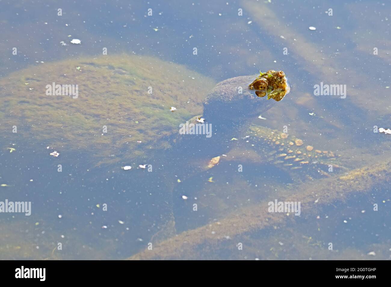 Snapping turtle (chelydra serpentina) underwater with part of its face above the water surface Stock Photo