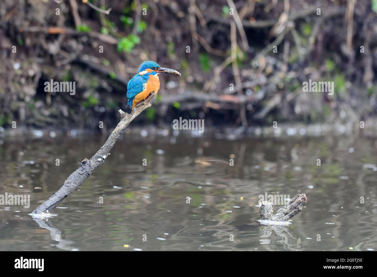 The male Kingfisher (Alcedo atthis) sits on a twig with a small fish in its beak. Stock Photo