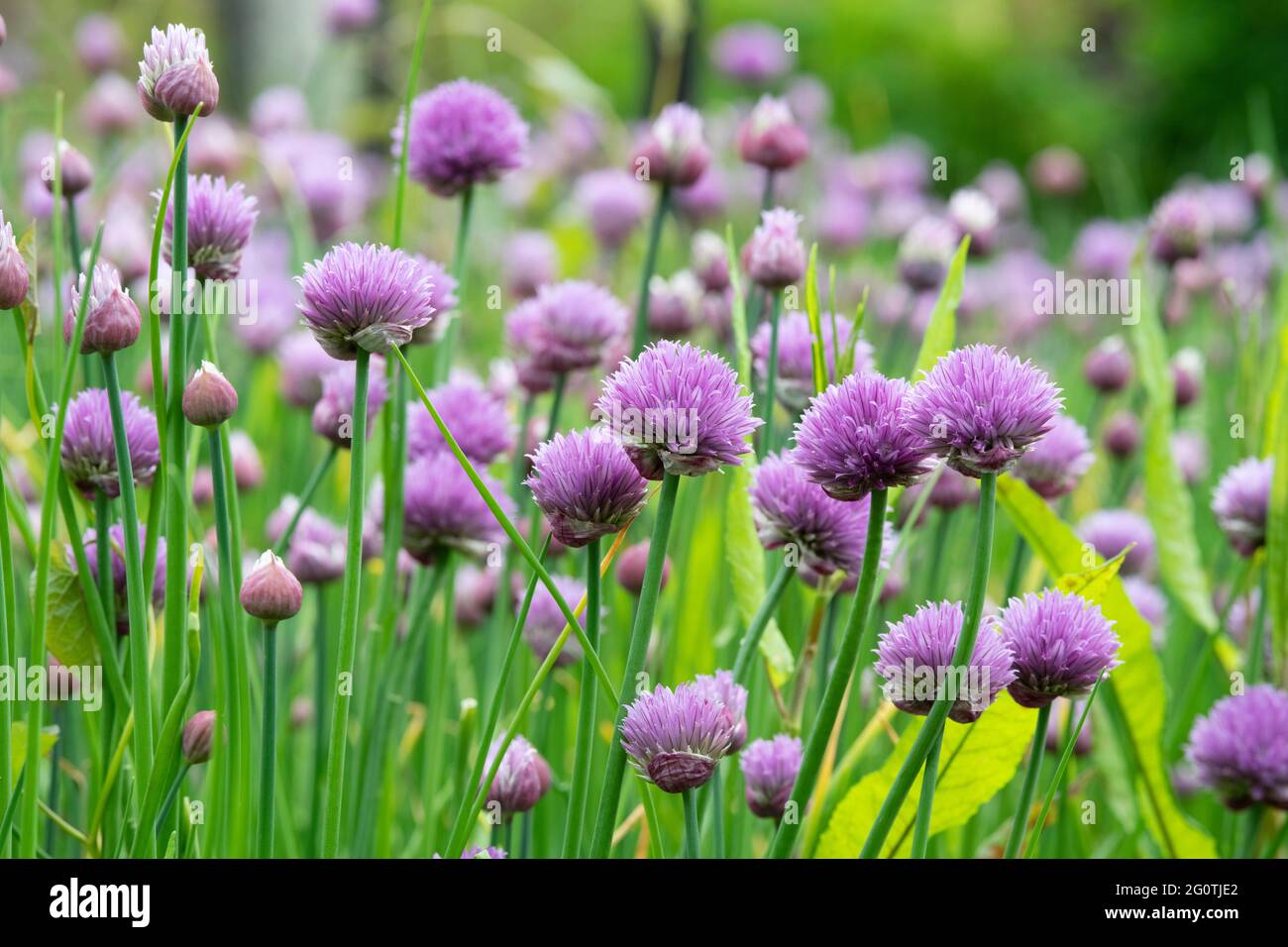 Allium schoenoprasum. Flowering chives in an english garden Stock Photo Alamy
