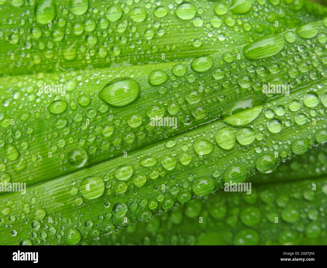 Water drops on daylily leaf Stock Photo