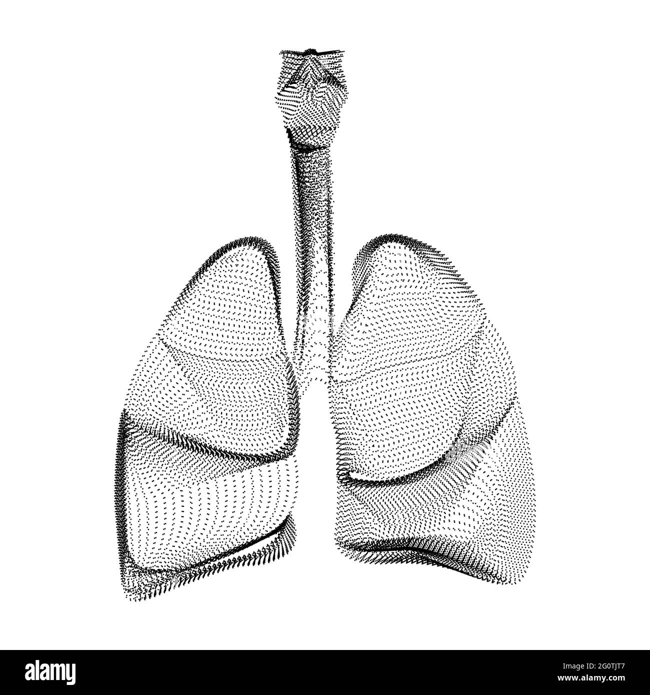 Human lungs Black and White Stock Photos & Images - Alamy