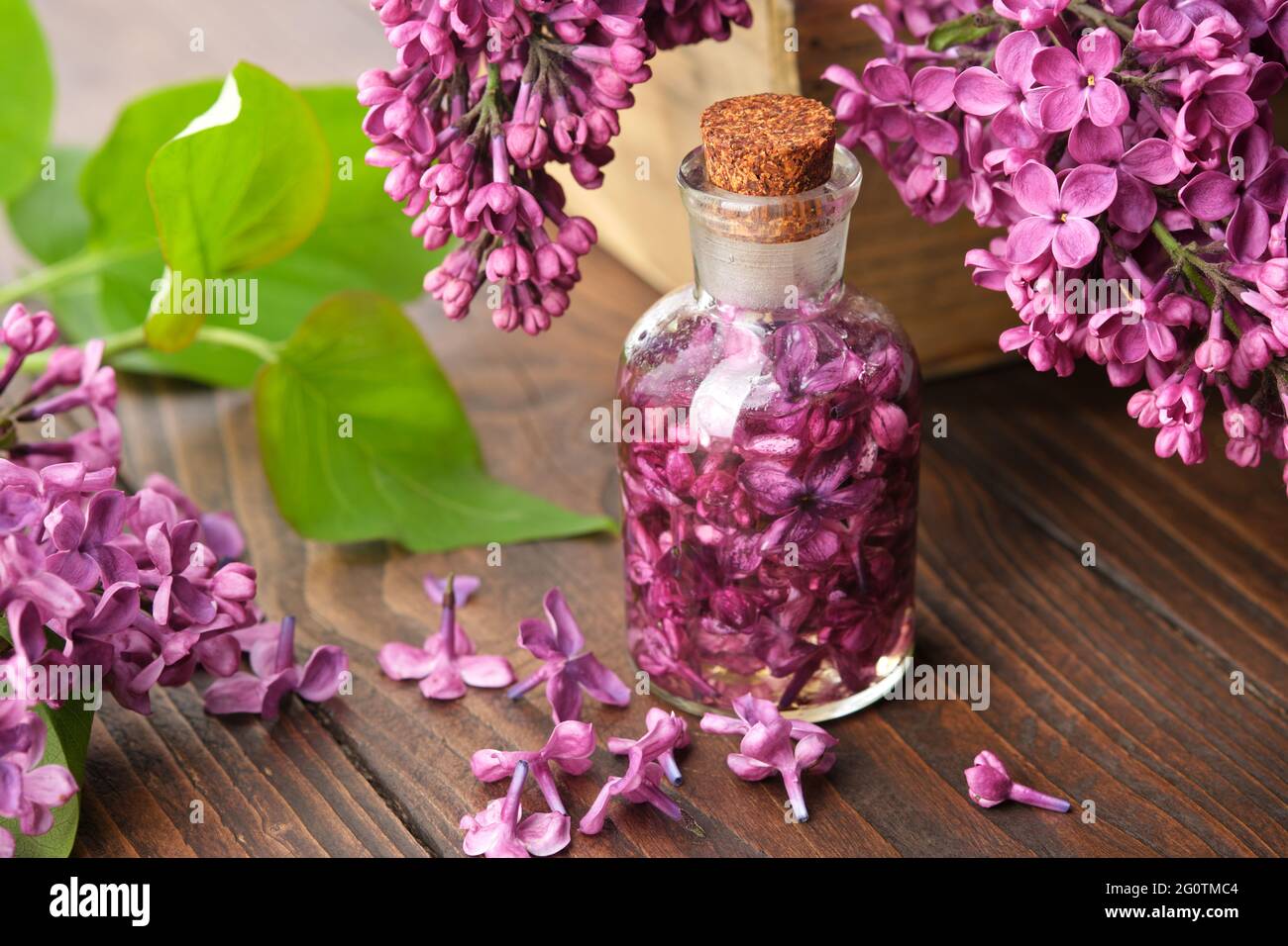 Lilac essential oil or infusion bottle. Blossom lilac drink or extract. Syringa flowers on background. Stock Photo