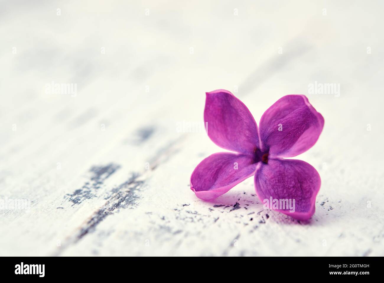 Macro image of tiny Lilac flower. One purple lilac petal. Syringa flower on white wooden board. Stock Photo