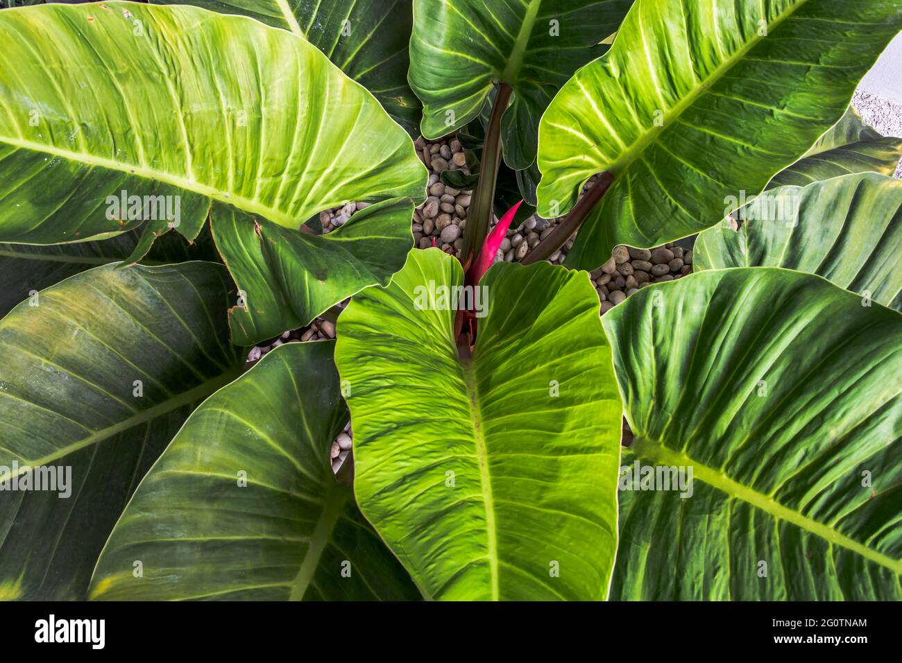 Close up of Philodendron leaf (Philodendron melinonii), Large green foliage in garden. Selective focus. Stock Photo