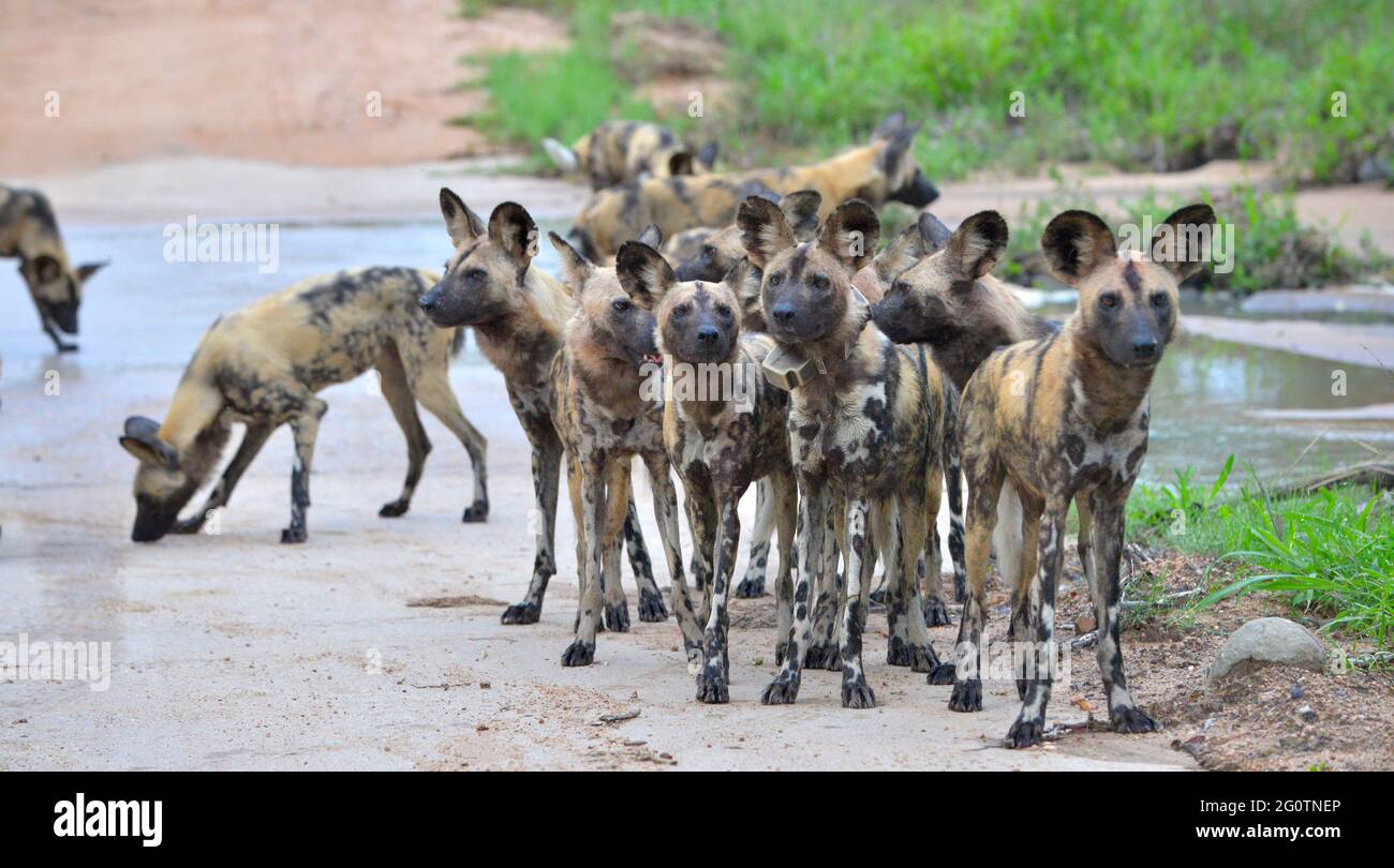 African Wild Dog In Kruger National Park South Africa Stock Photo Alamy african-wild-dog-in-kruger-national-park-south-africa-stock-photo-alamy