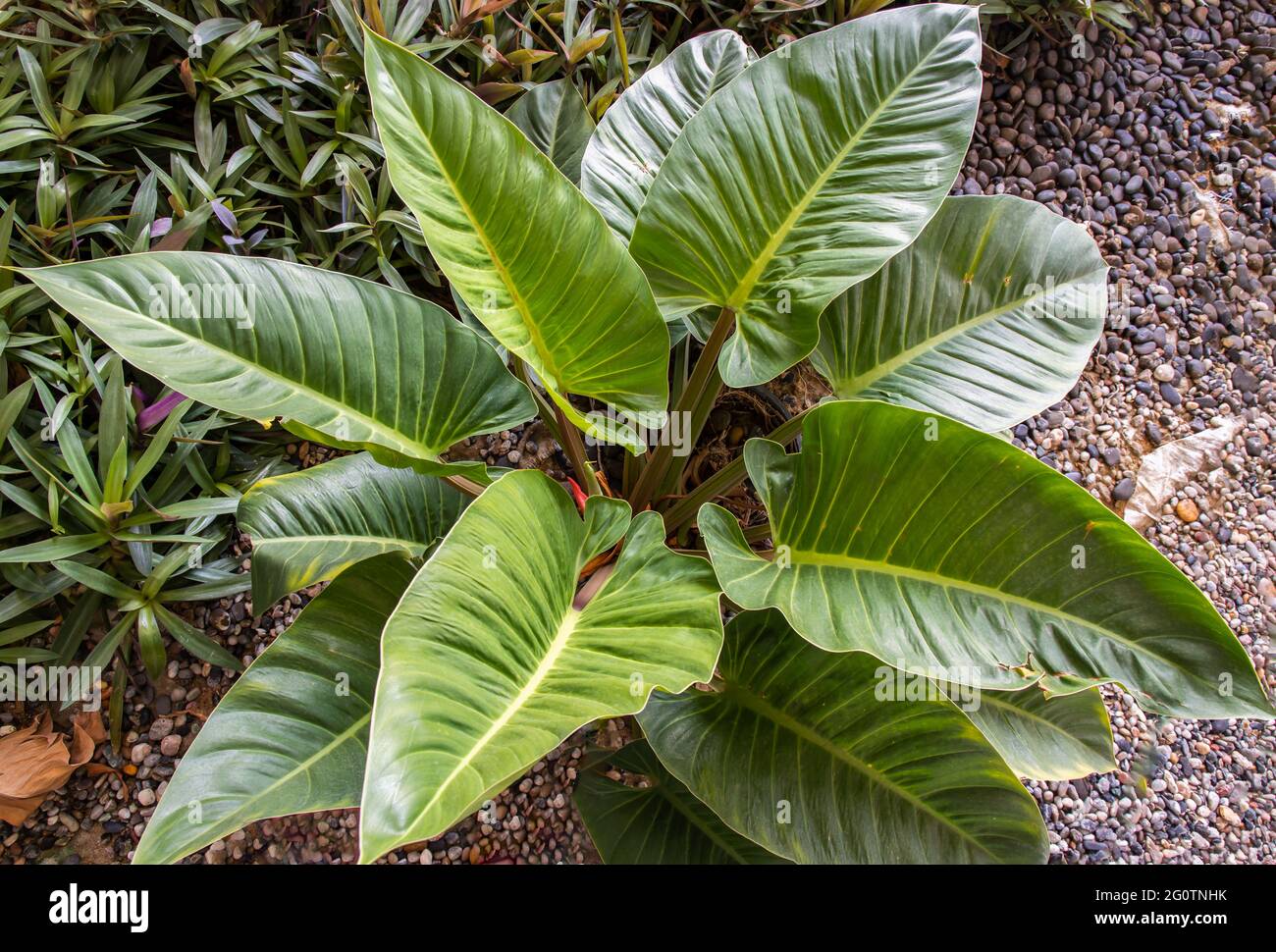 Philodendron leaf (Philodendron melinonii), Large green foliage in garden. Selective focus. Stock Photo