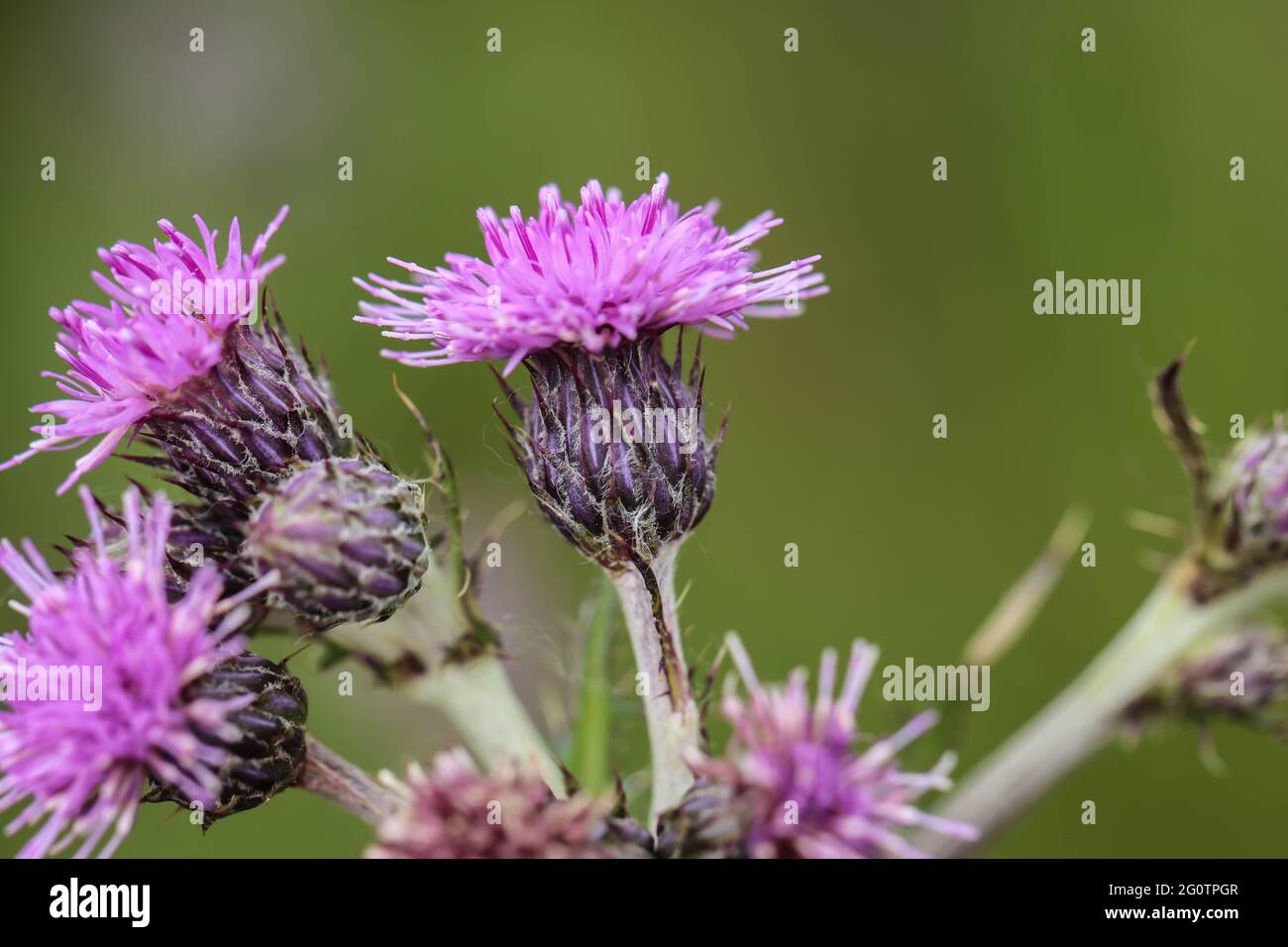 Inflorescence with pink flowers of Cirsium brachycephalum in Vojvodina, Northern Serbia Stock Photo