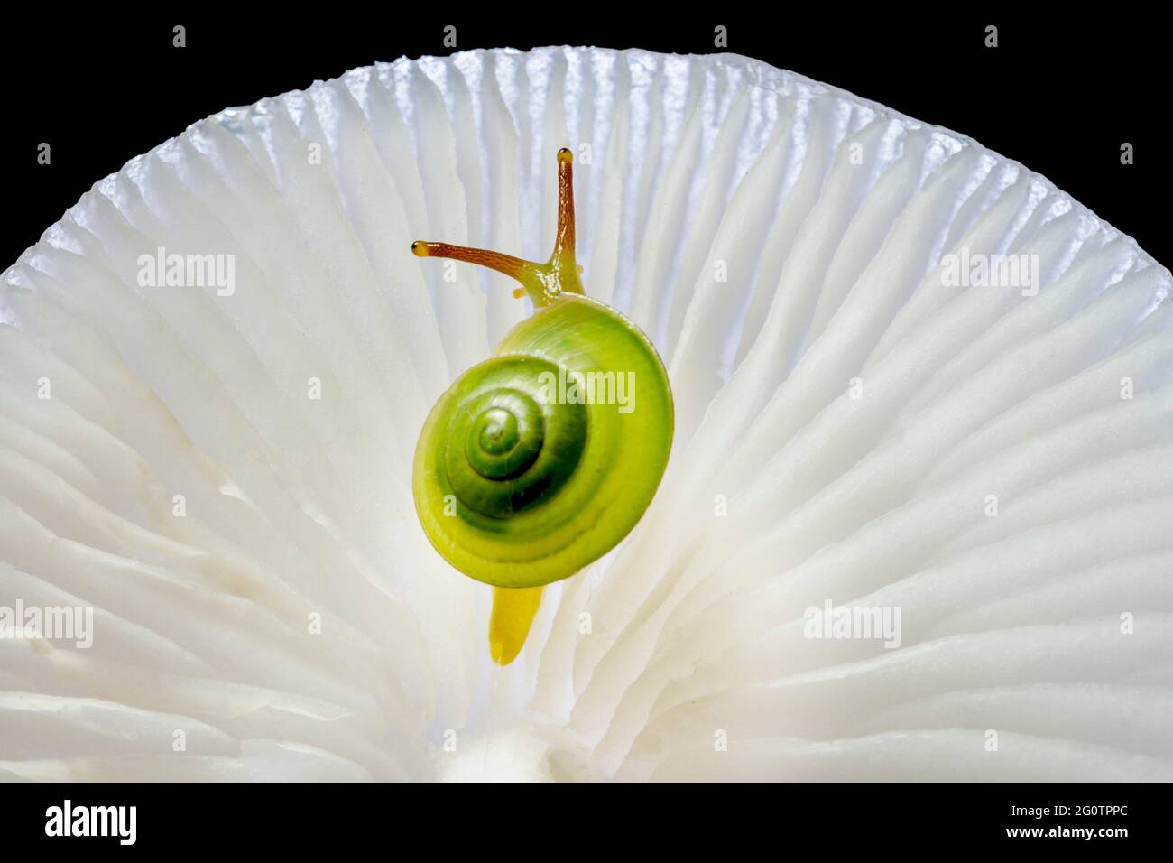 Green Snail (Rhinocochlis nasuta) as the name implies has a bright green shell is one type of snail from the mollusk group. This type of snail is foun Stock Photo