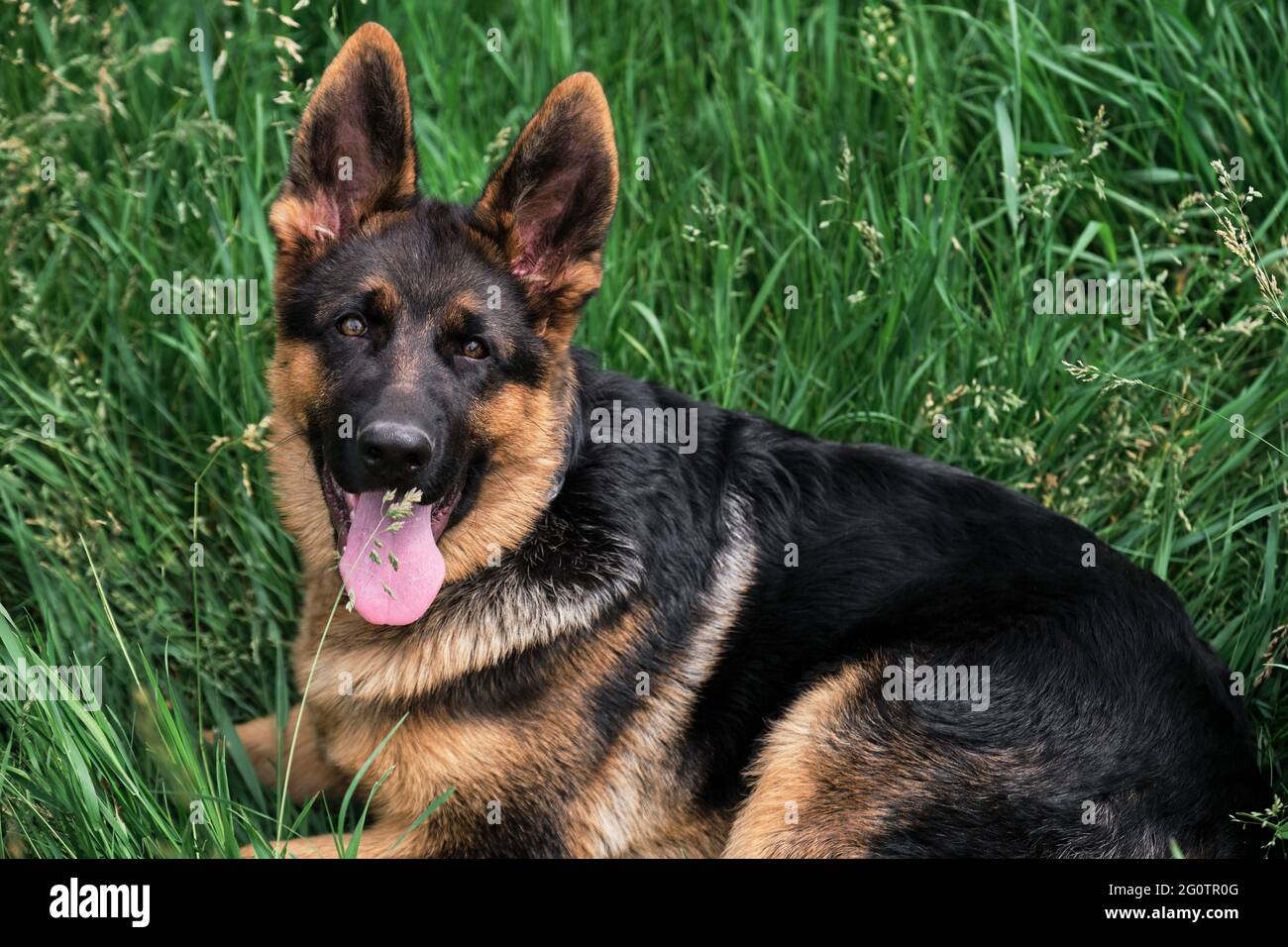 Black And Red German Shepherd Puppies