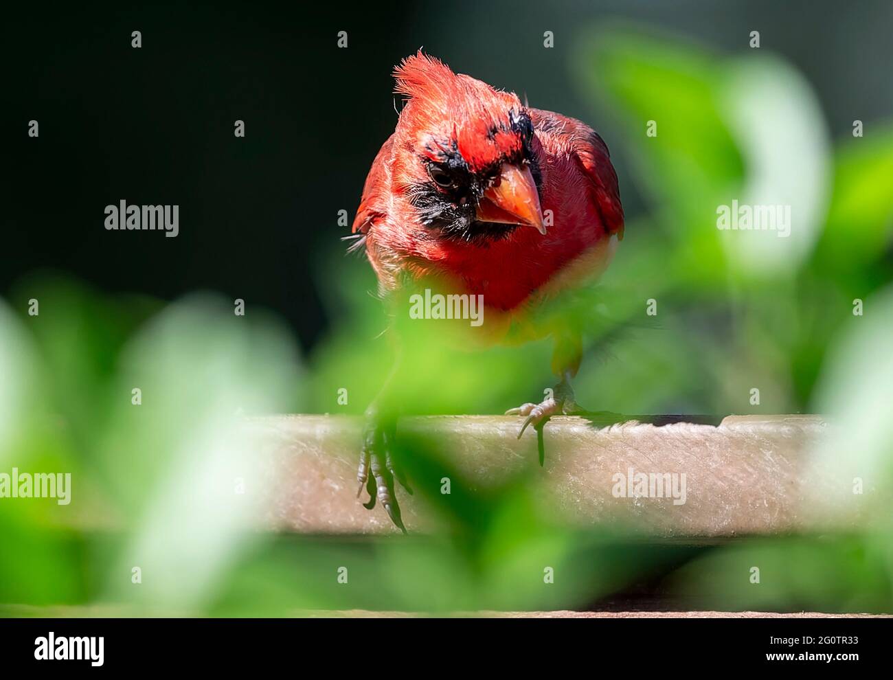 House Finch peeks around a backyard flower Stock Photo - Alamy