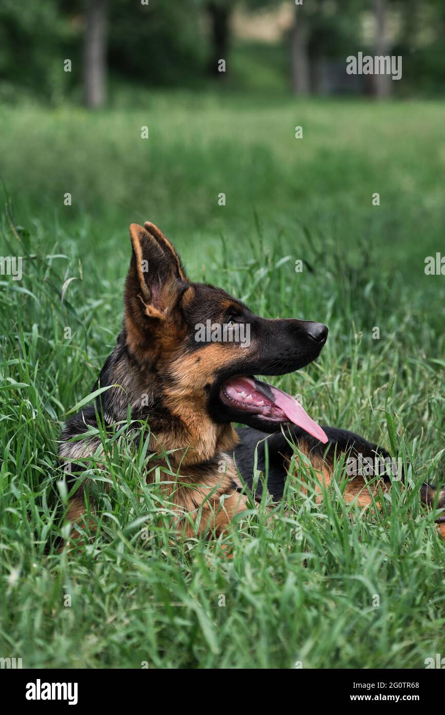 Puppy for desktop screensaver or for puzzle. Portrait of charming