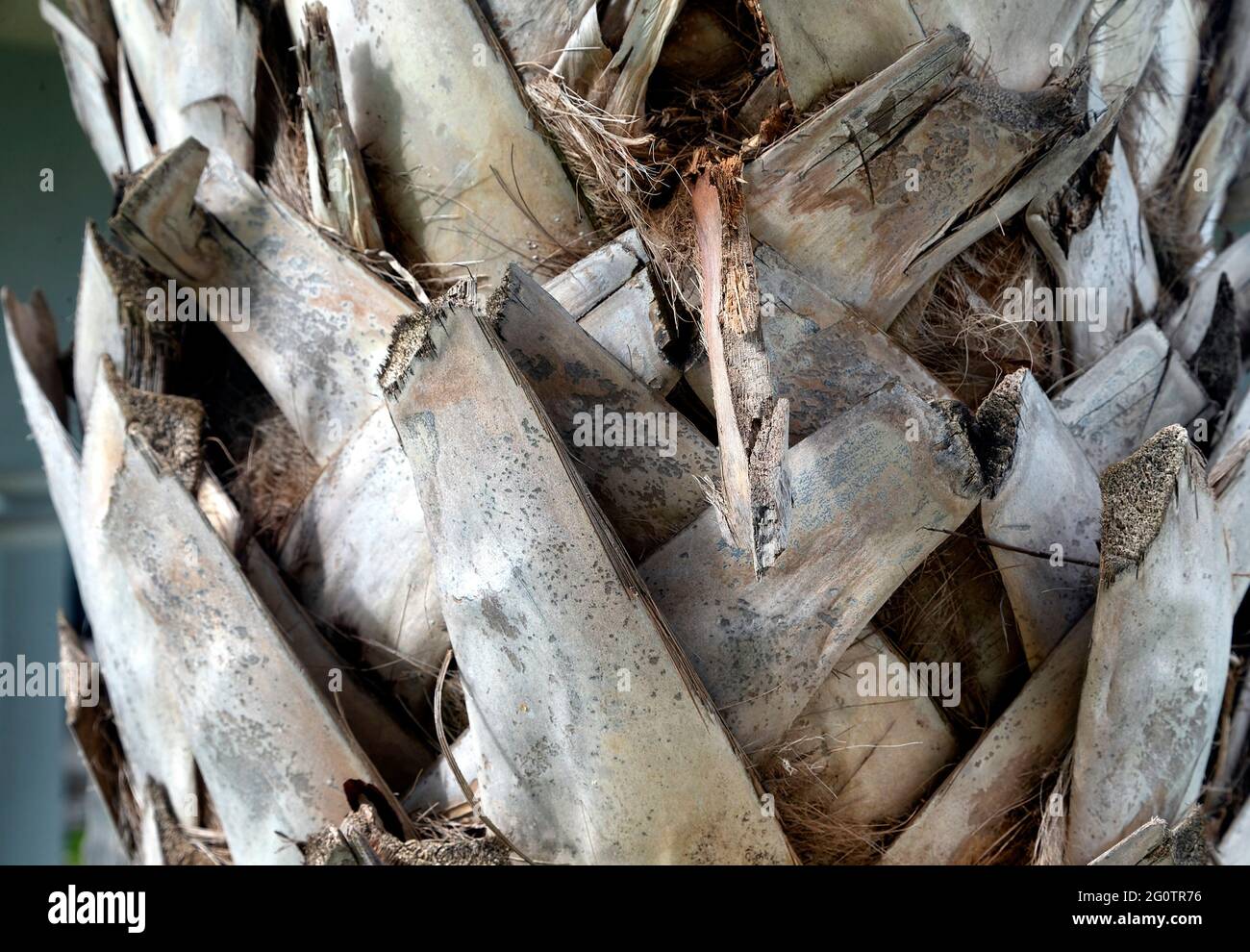 Dry Peeling Bark Of A Palm Tree Stock Photo Alamy