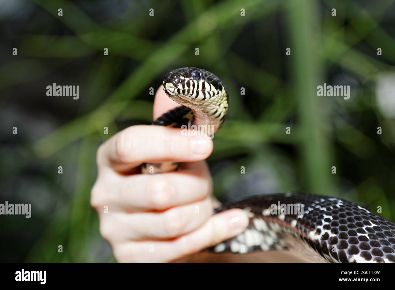 Human snake hi-res stock photography and images - Alamy