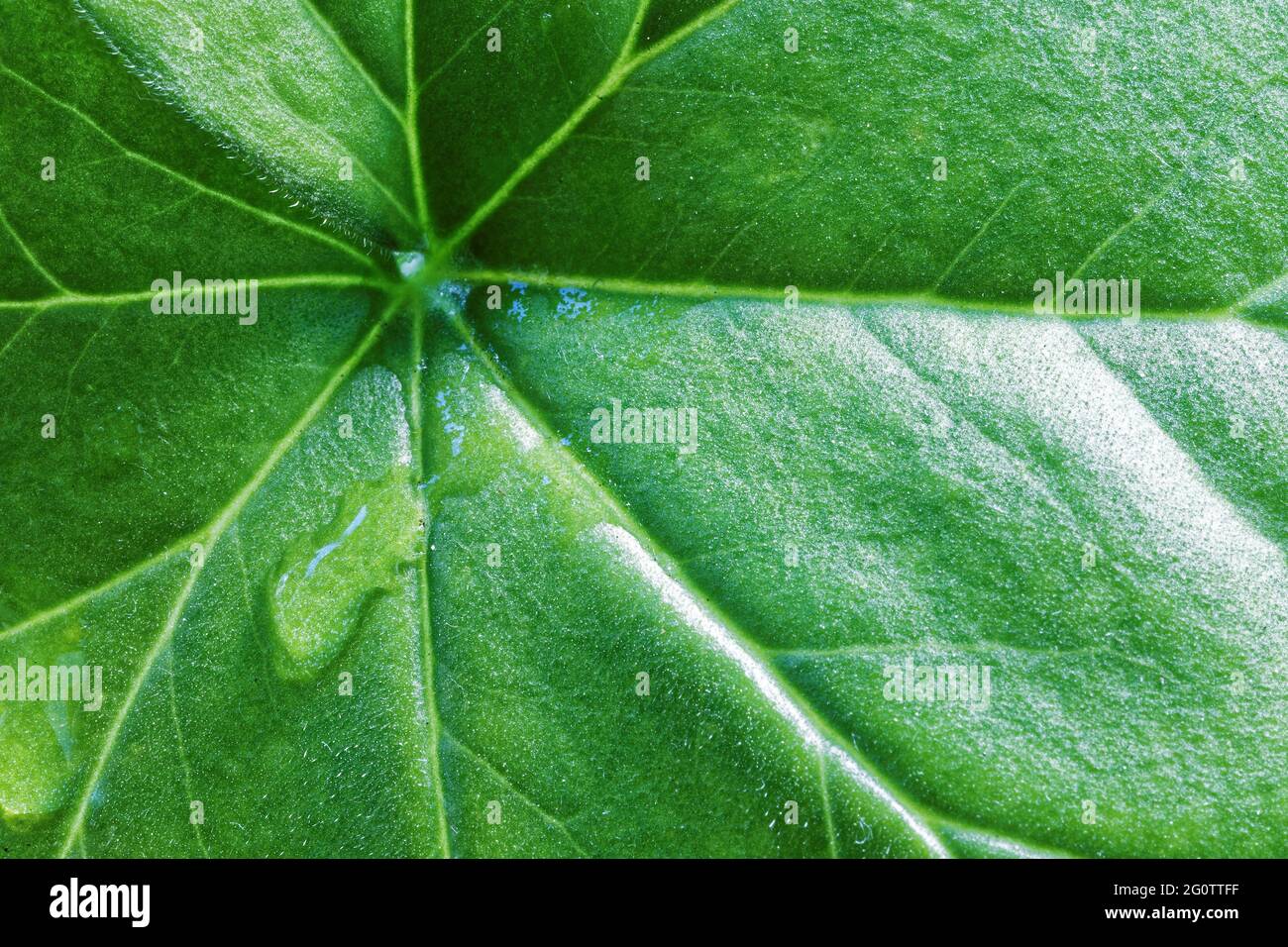 Closeup green leaf hi-res stock photography and images - Alamy