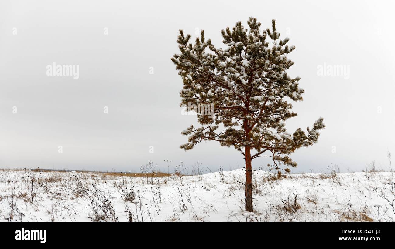 Winter landscape - a lonely tree in a snowy field against a white sky ...