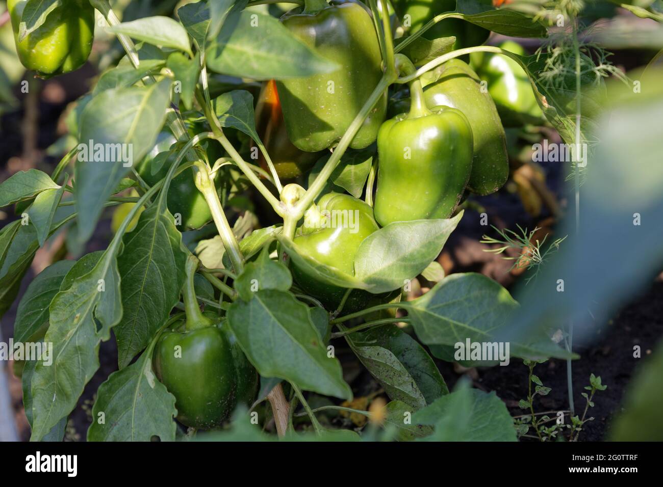 Sweet pepper plant. Closeup small green bell peppers growing on a plant