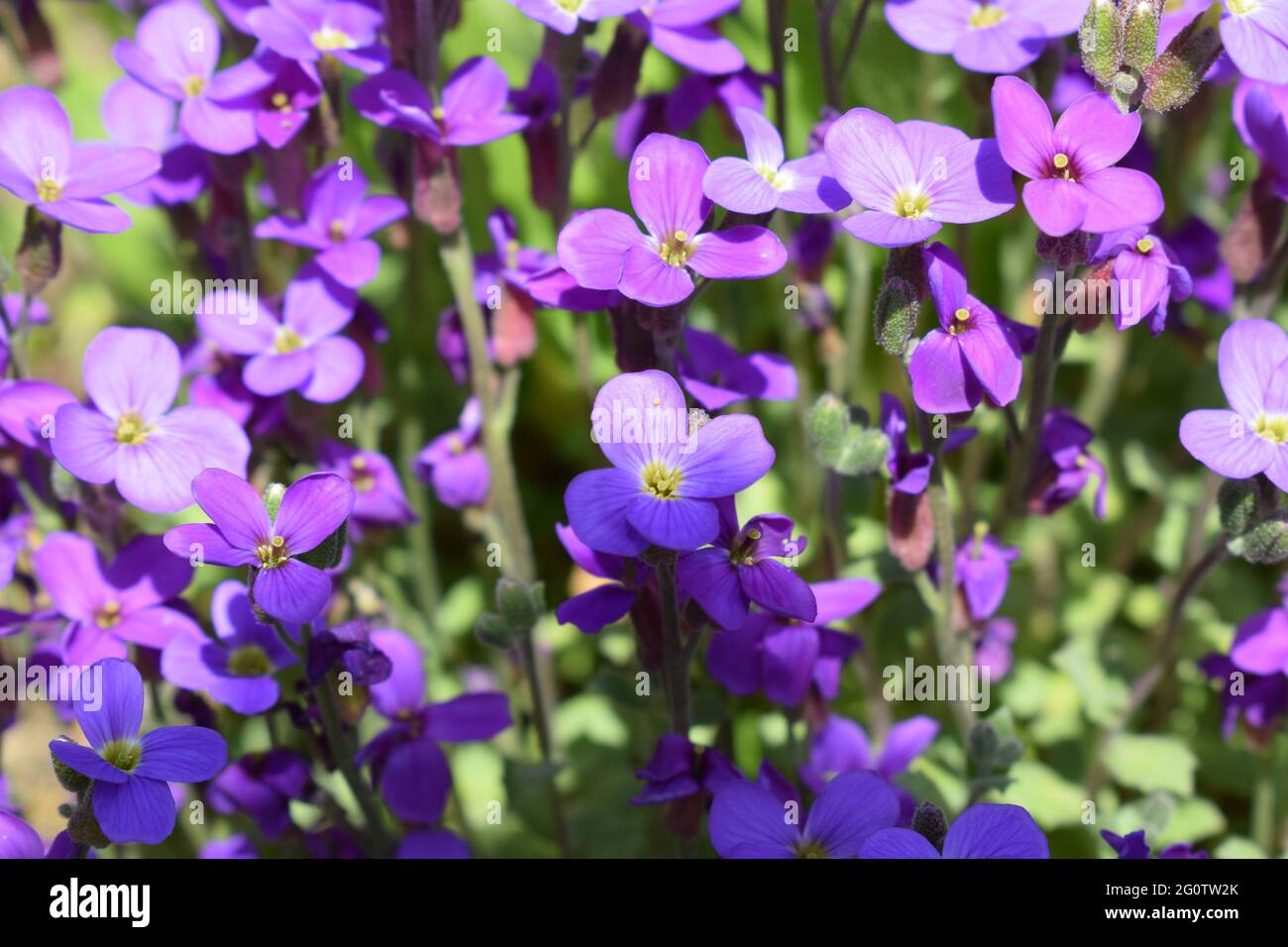 wild flowers in the Eifel Stock Photo